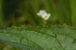 Eastern gray beardstongue